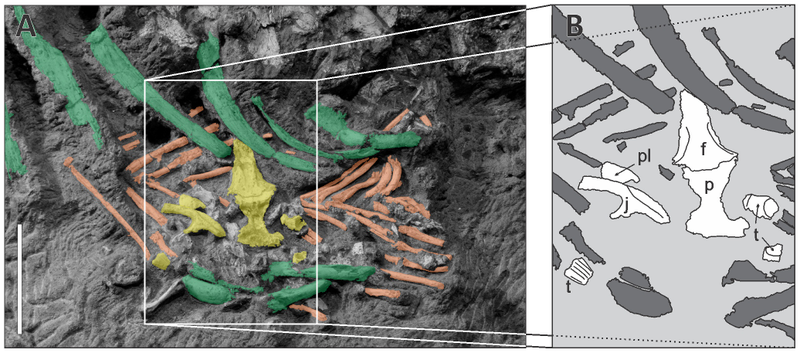 Illustration for article titled Ready For Some Croc-on-Croc Violence? Cretaceous Crocs Ate Each Other
